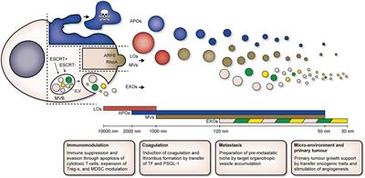 Extracellular Vesicle Heterogeneity: Subpopulations, Isolation Techniques, and Diverse Functions in Cancer Progression